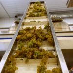 crow vineyard and winery