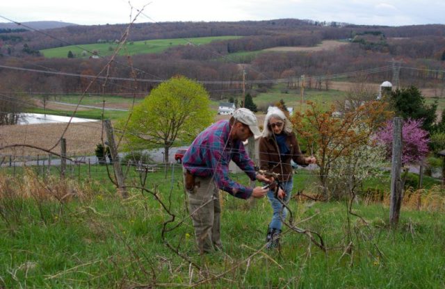 A Taste of Napa in Western Maryland
