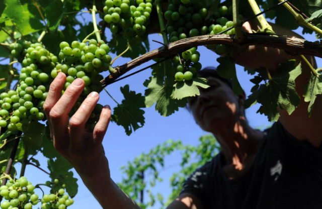 Uncorked potential: Maryland’s wine industry grows thanks to technology and collaboration