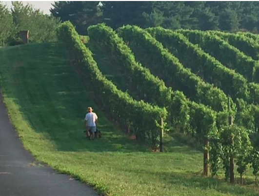 Pretty cool start: New winery wins Governor’s Cup for Maryland’s best wine