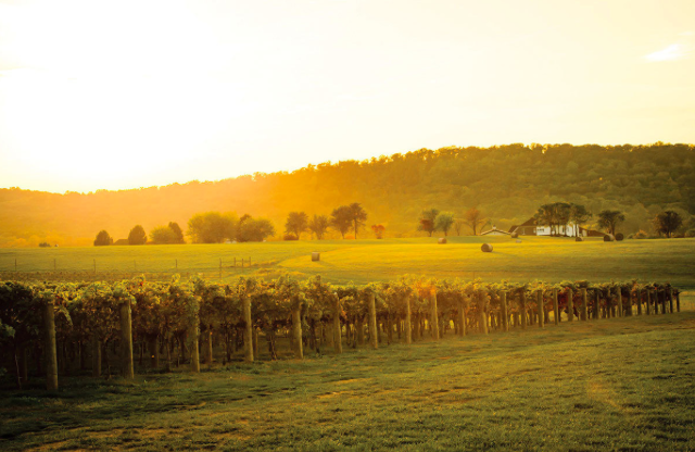 Old Vine State: At long last, the Maryland wine industry is crushing it. -Jess Mayhugh/Baltimore Magazine