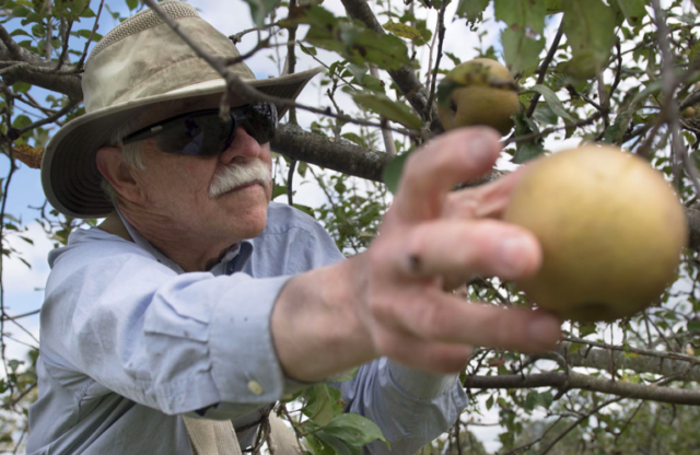 Organic fruit orchard in Middletown branches into hard ciders