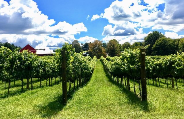 Support & Buy Maryland Wine!