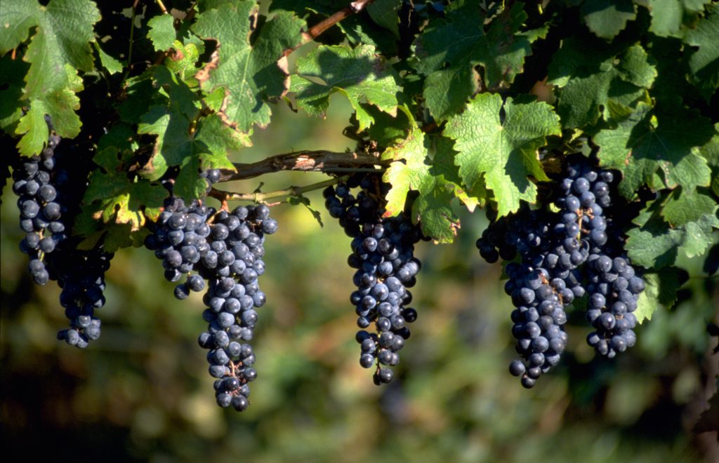ripe wine grapes hanging from vines