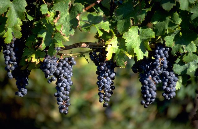 Sip and Bite Encounters with Lynne O’Meara: Janemark Winery & Vineyard