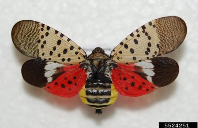 First Spotted Lanternfly Confirmed in Maryland – Industry Urged to Be Vigilant for New Invasive Species