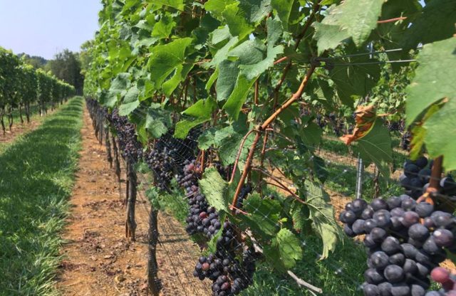 “Wine of the Week: Maryland has wines from Albariño to Zweigelt” – WTOP