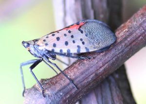 bad bug