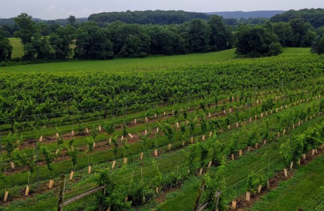 “‘Old-guard’ Maryland winery evolving with new grapes, more spirits” – Penn Live