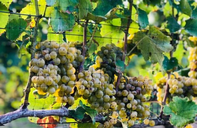 Sip and Bite Encounters with Lynne O’Meara: Robin Hill Farms and Vineyards