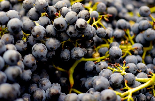 FROM GRAPES TO GLASS, IT’S HARVEST TIME FOR MARYLAND WINE