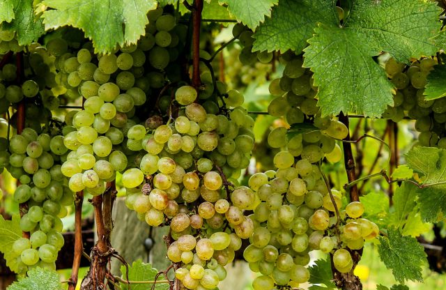 An Introduction to Maryland’s Rich Wine History