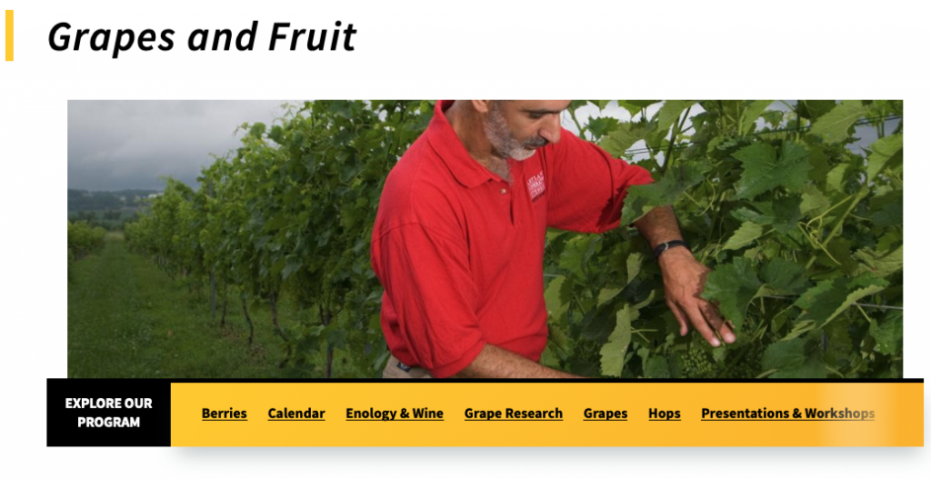 grapes and fruit
