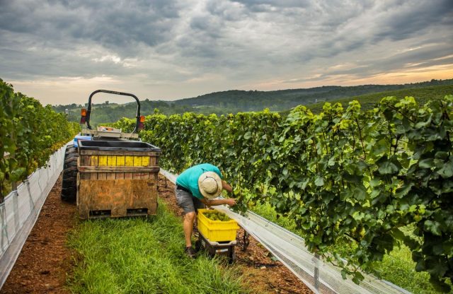 A handsome harvest: Vineyard workers contribute to one of Frederick County’s biggest tourism draws