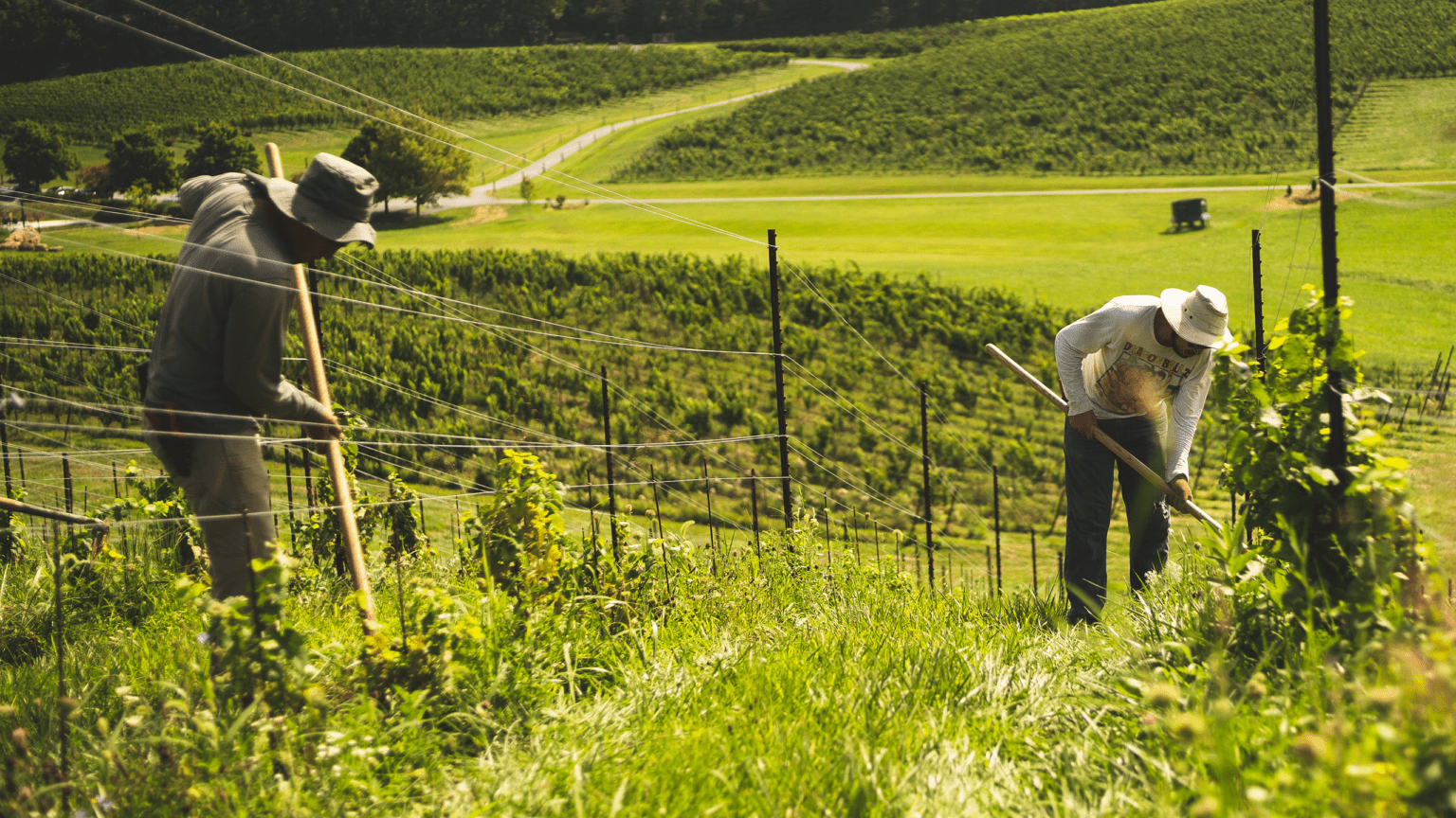 “3 of the Best Emerging American Wine Regions” – Pix￼