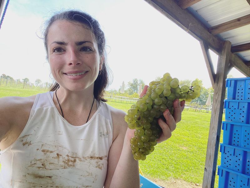 “Upcoming wine camp is just one of the things that has Md. producer abuzz” – PennLive