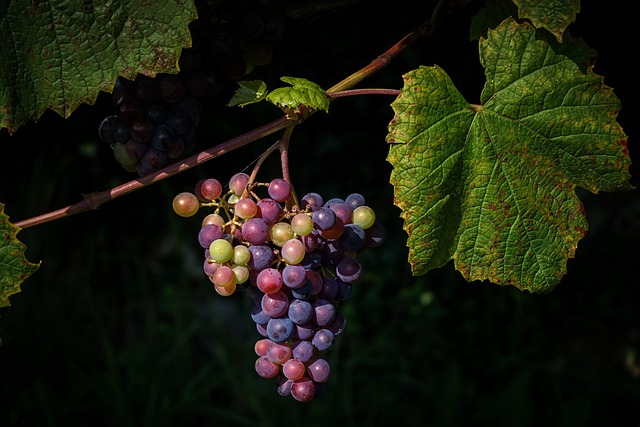 New Research Reveals the Top Cultural Wine Barriers and Opportunities for Hispanic and African American Consumers